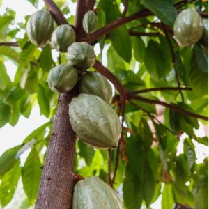 cosmetiques-naturels-infusion-poudre-cacao-martinique