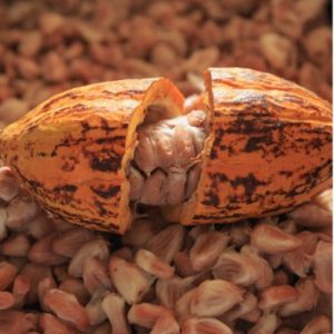 cosmetiques-naturels-infusion-poudre-cacao-martinique