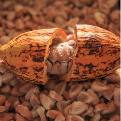 cosmetiques-naturels-infusion-poudre-cacao-martinique